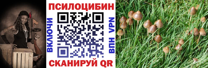 где купить наркоту  Мирный  Псилоцибиновые грибы Cubensis 